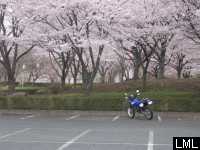 十王パノラマ公園の桜