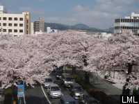 日立市平和通の桜