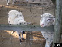 とうほくニュージーランド村の羊