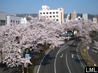 日立市平和通の桜