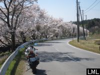いわき市山田町の桜